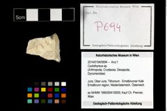 Foto (Objekt + Etikett) von Cyclothyreus sp.  (NHMW-GEO-2014-0194-0694)